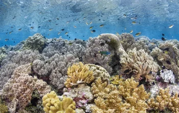 Lima Wisata Terumbu Karang Terindah yang Mendunia