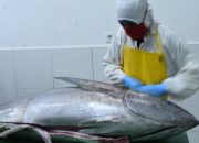 Ekspor Perikanan ke Taiwan dan Korsel Bakal Melonjak Jelang Imlek