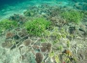 Pemerintah Genjot Konservasi Terumbu Karang Lewat Skema Pengalihan Utang