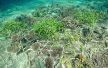 Pemerintah Genjot Konservasi Terumbu Karang Lewat Skema Pengalihan Utang