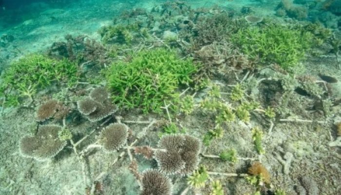 Pemerintah Genjot Konservasi Terumbu Karang Lewat Skema Pengalihan Utang